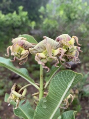 Pachycarpus appendiculatus image