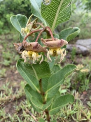 Pachycarpus appendiculatus image