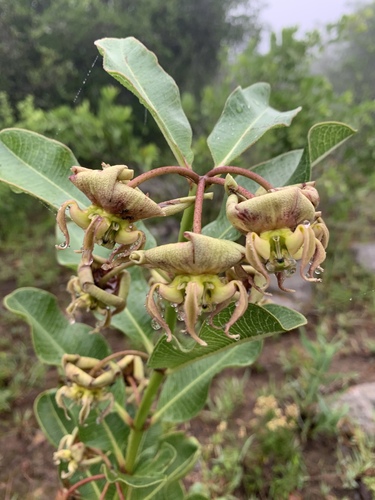 Pachycarpus appendiculatus image