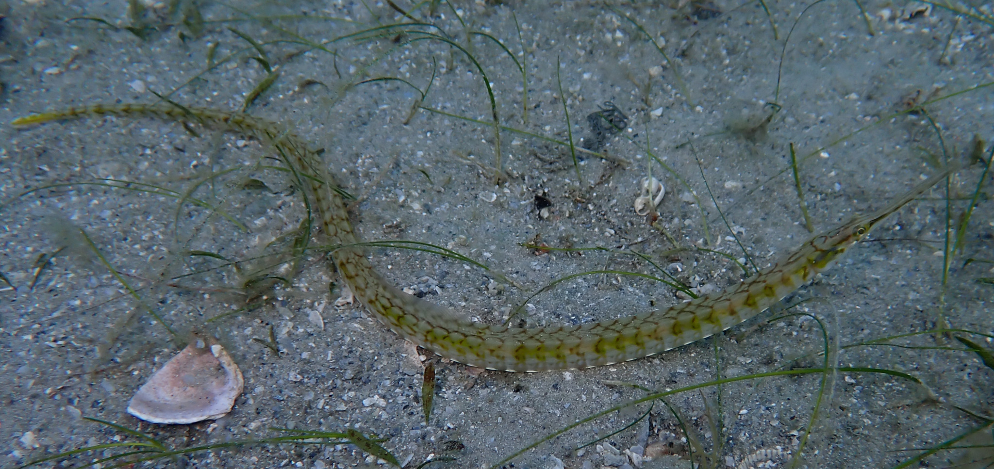 Chain Pipefish photo 2