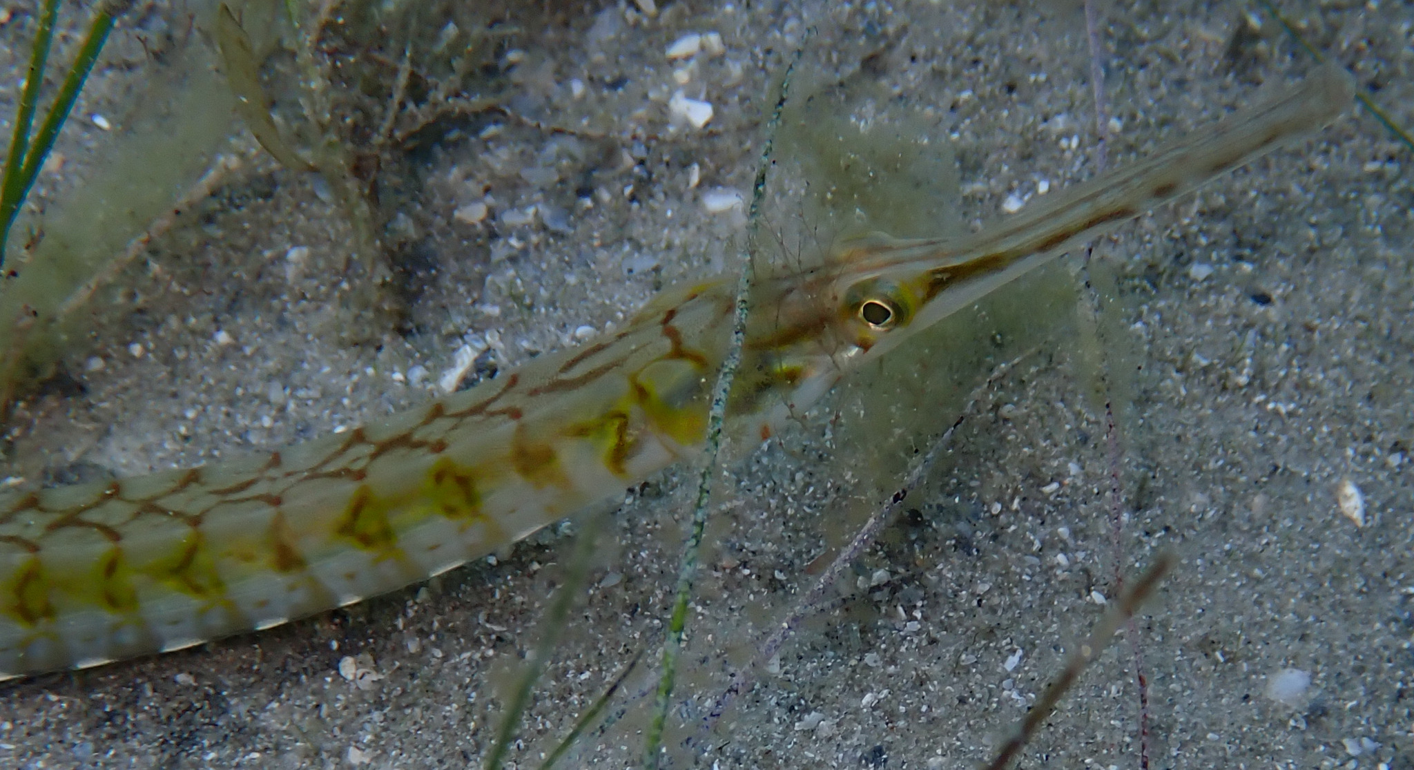 Chain Pipefish photo 3