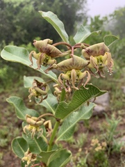 Pachycarpus appendiculatus image