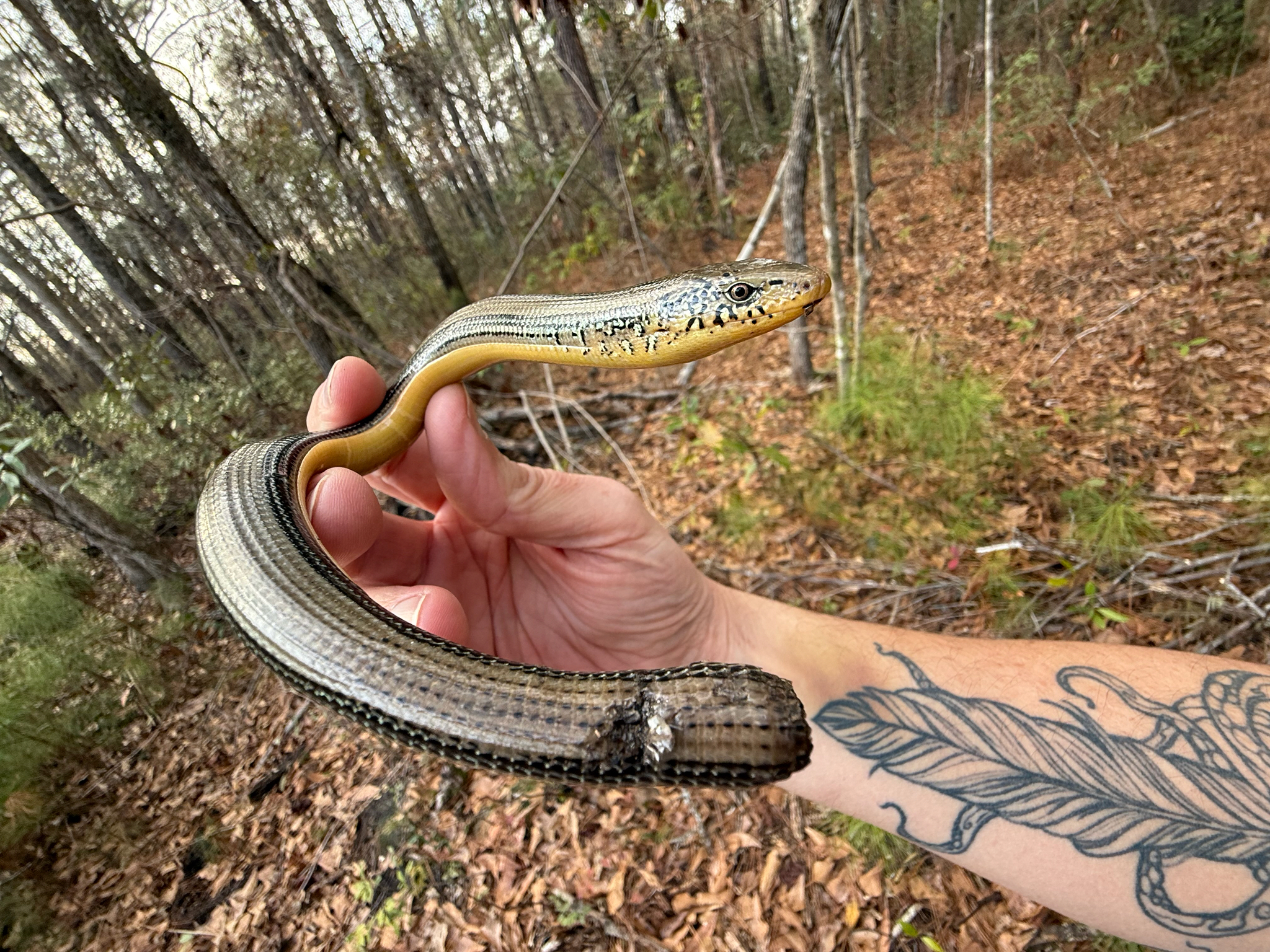 Ophisaurus ventralis (Linnaeus, 1766)