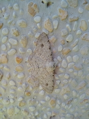 Lassaba parvalbidaria