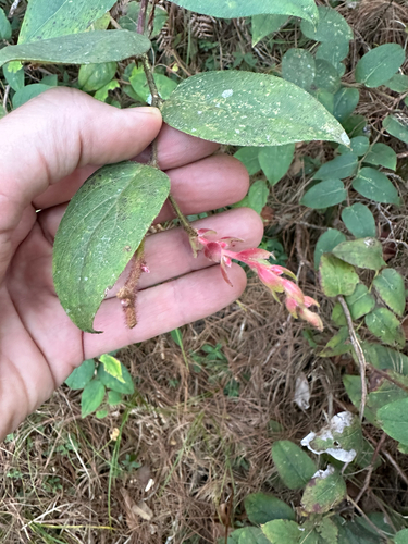 Gaultheria erecta, photograph 6