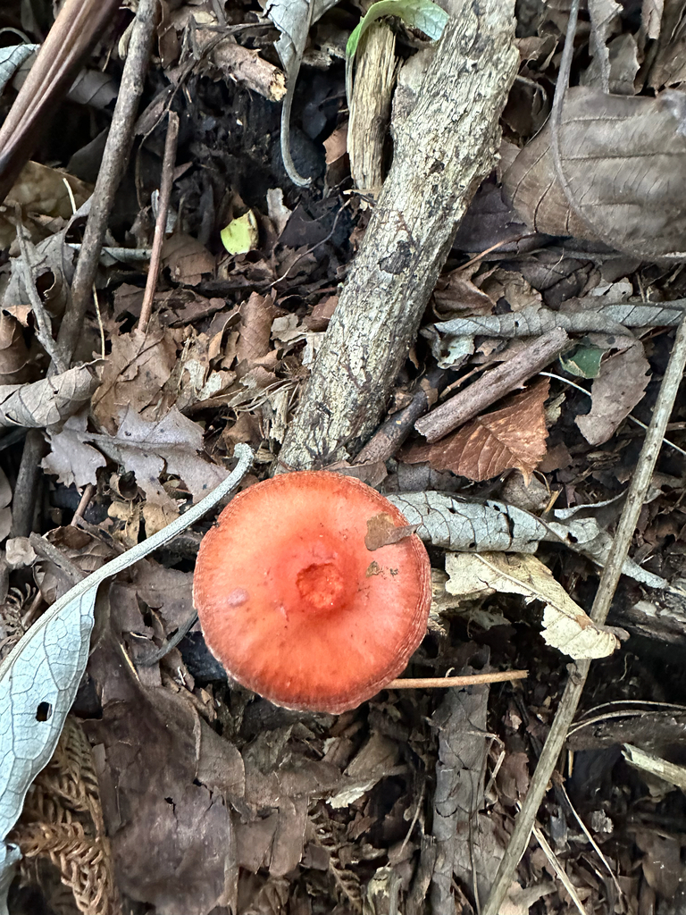 Leratiomyces ceres · January 2026 · photo: © peterq (iNaturalist, cc-by)