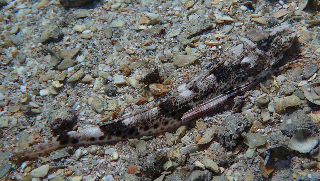 Leopard searobin (Prionotus scitulus) — Triglidae