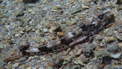 Leopard searobin (Prionotus scitulus) — Triglidae