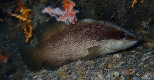 Freckled soapfish (Rypticus bistrispinus) — Serranidae — 3