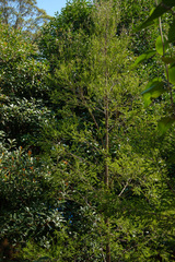 Melaleuca armillaris