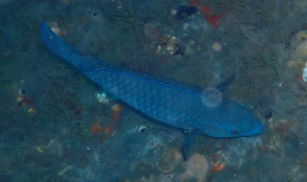 Blue tumbler (Scarus coelestinus) — Scaridae
