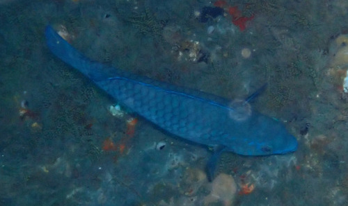 Blue tumbler (Scarus coelestinus) — Scaridae