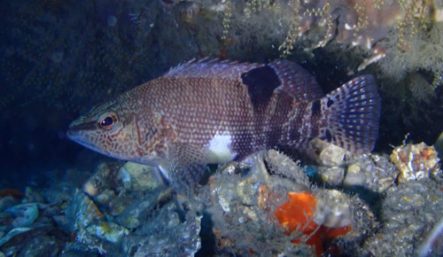 Gegorde zeebaars (Serranus subligarius) — Serranidae