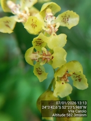 Gomesa cornigera, photograph (c) Paulo C. O. Cunha, some rights reserved (CC BY)