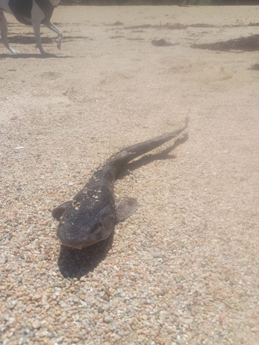Red-spotted cat shark (Schroederichthys chilensis) — Scyliorhinidae
