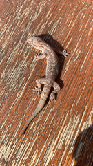 Hemidactylus robustus