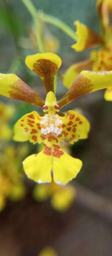 Trichocentrum divaricatum