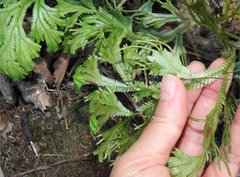 Selaginella doederleinii