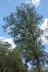 Eucalyptus conica