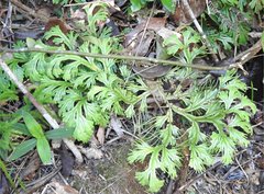 Selaginella doederleinii