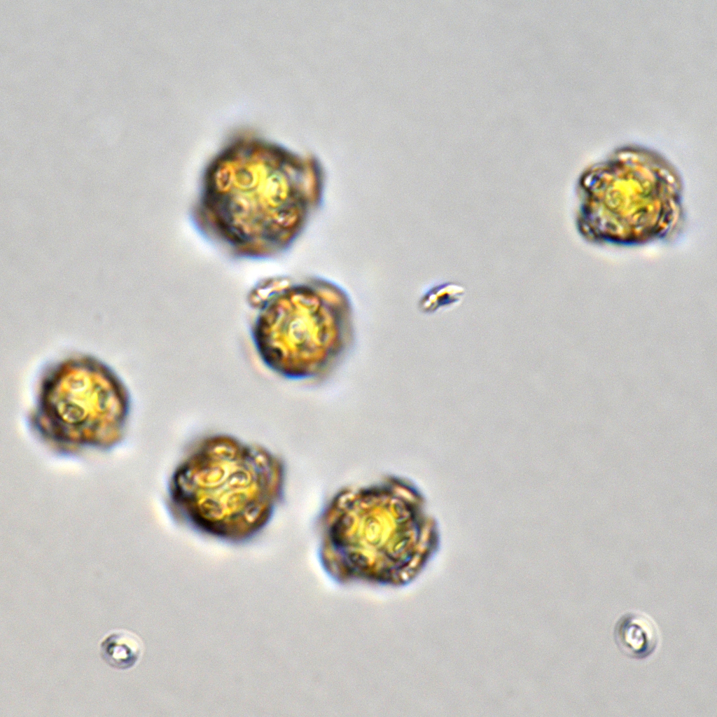Coccolithophyceae