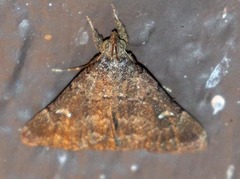 Hypenula cacuminalis