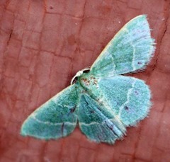 Chlorochlamys phyllinaria