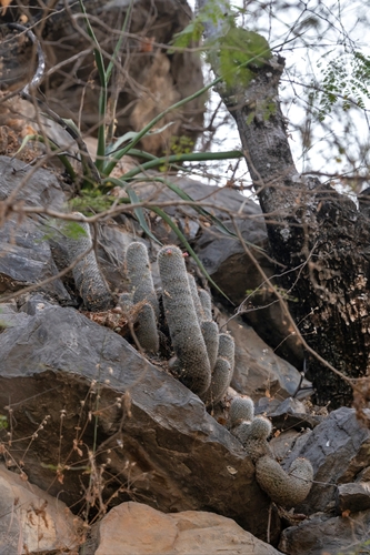 Mammillaria guerreronis