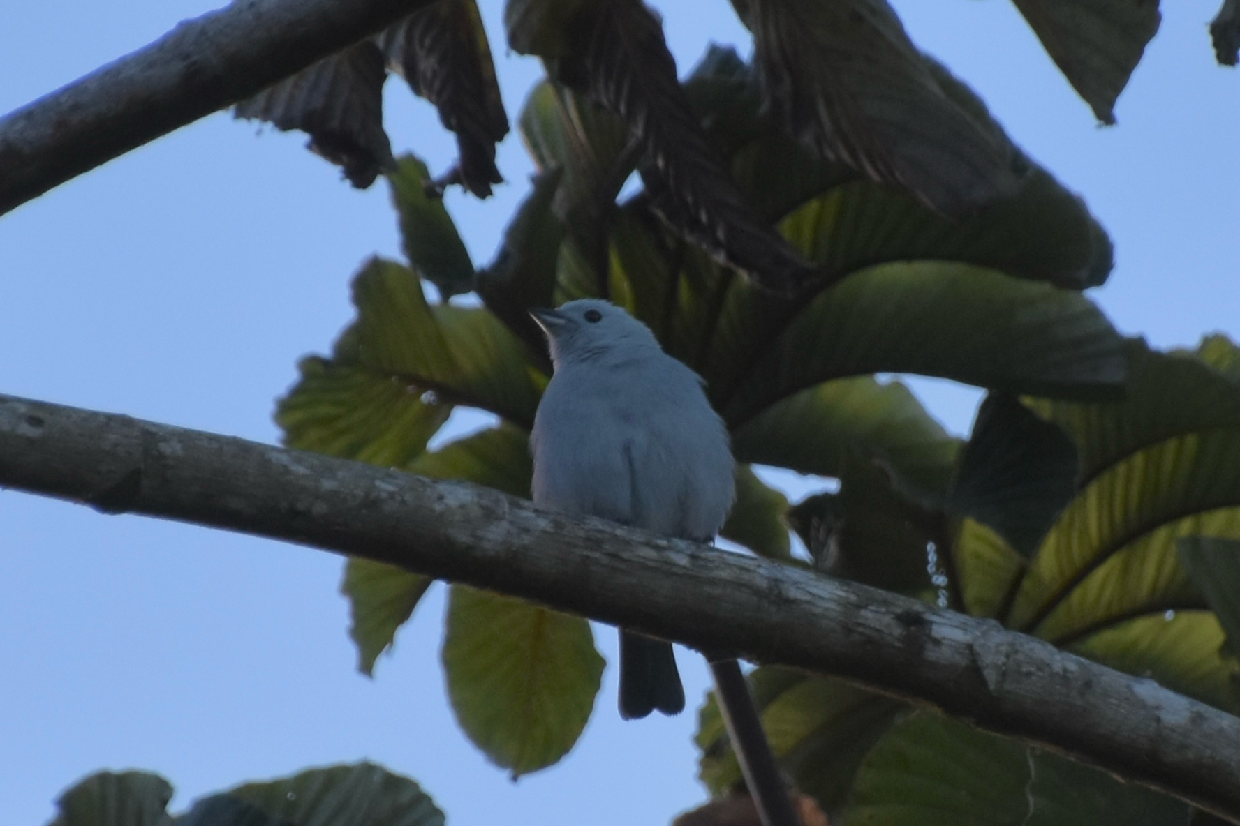 Blue-grey Tanager (Thraupis episcopus), photo 10