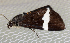 Coenotoca subaspersa