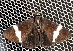 Coenotoca subaspersa