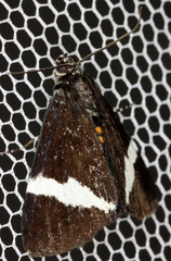 Coenotoca subaspersa