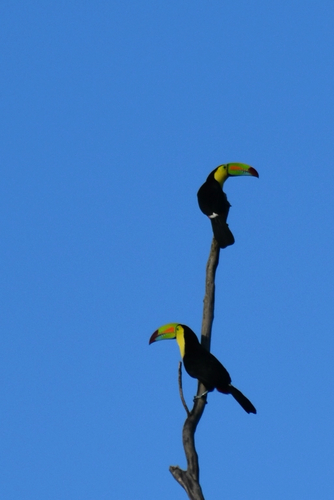 Keel-billed Toucan (Ramphastos sulfuratus), photo 6