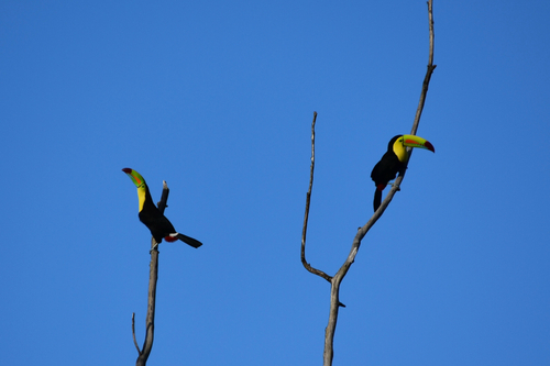 Keel-billed Toucan (Ramphastos sulfuratus), photo 5