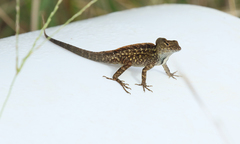 Anolis sagrei sagrei