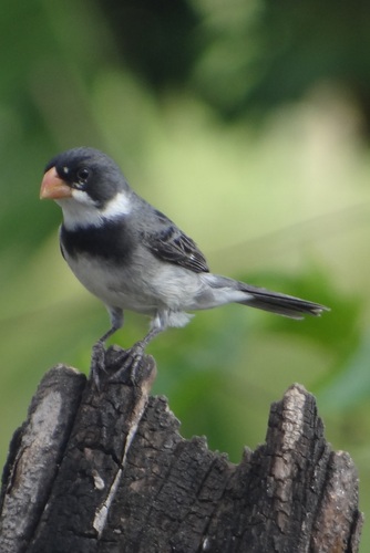 White-throated Seedeater
