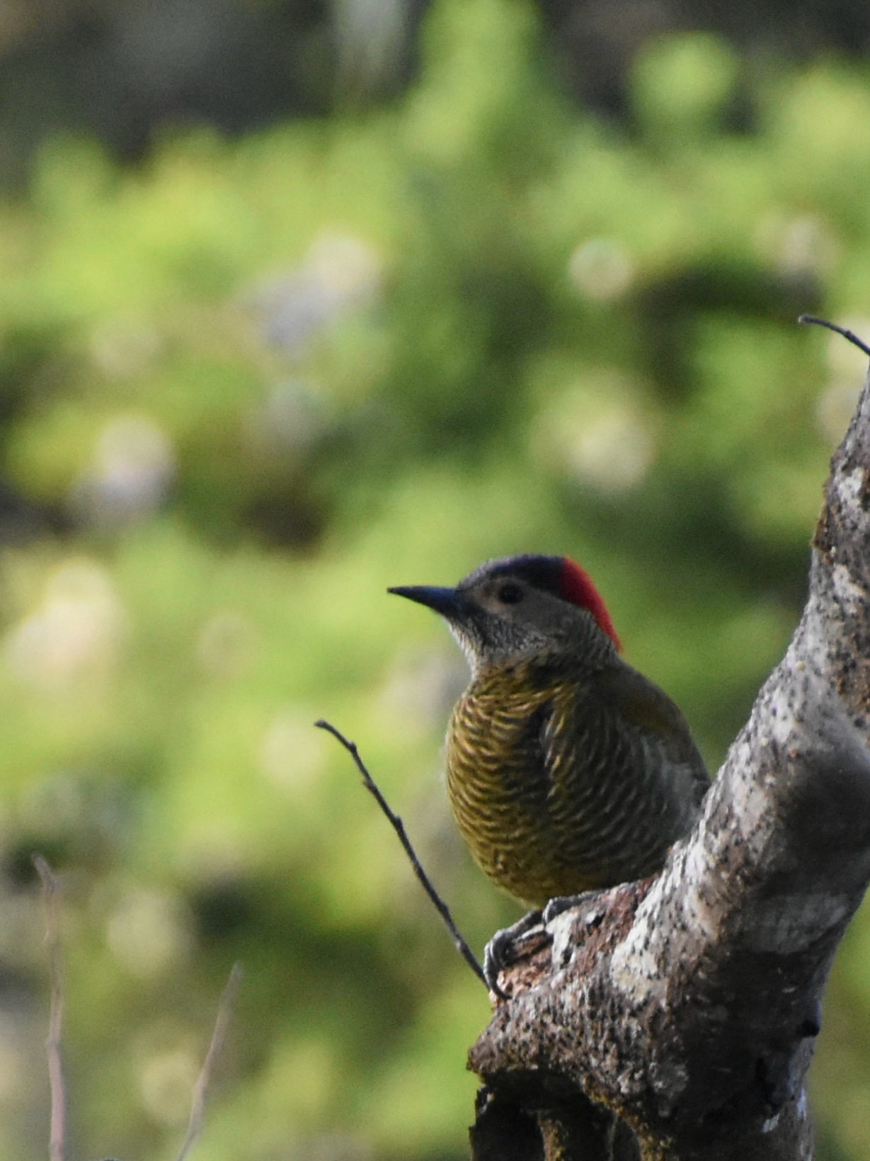 Golden-olive Woodpecker (Colaptes rubiginosus), photo 2