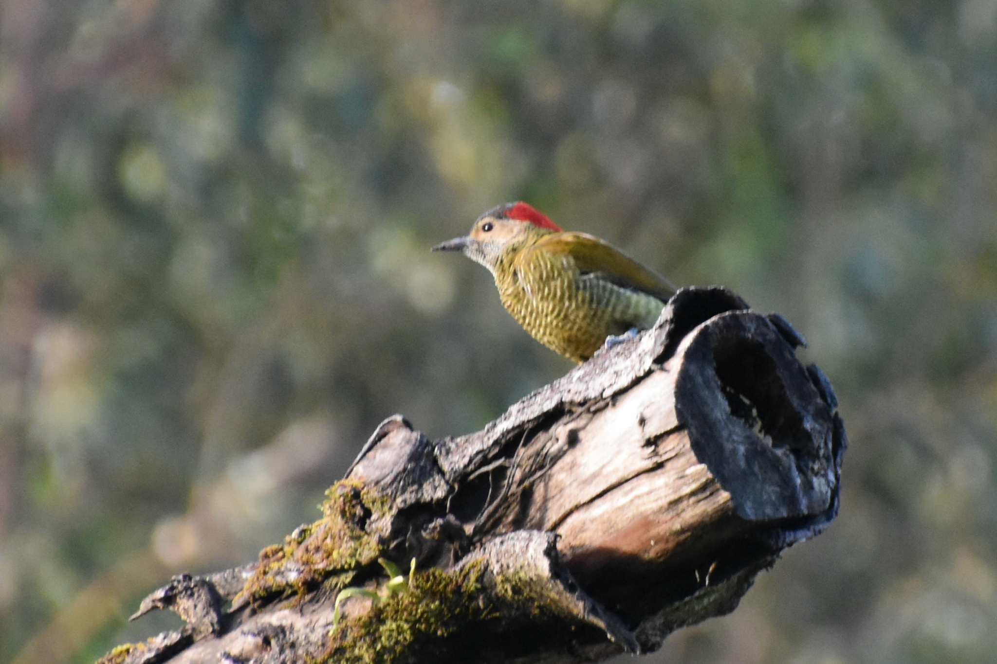 Golden-olive Woodpecker (Colaptes rubiginosus), photo 3
