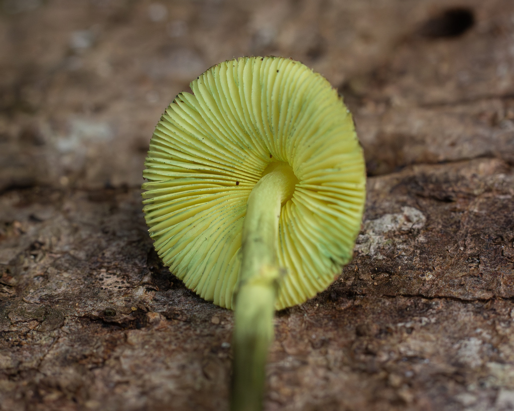 Leucoagaricus sulphurellus