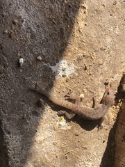 Hemidactylus robustus