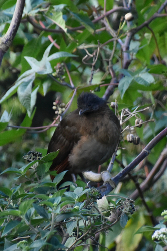 Grey-headed Chachalaca (Ortalis cinereiceps), photo 4