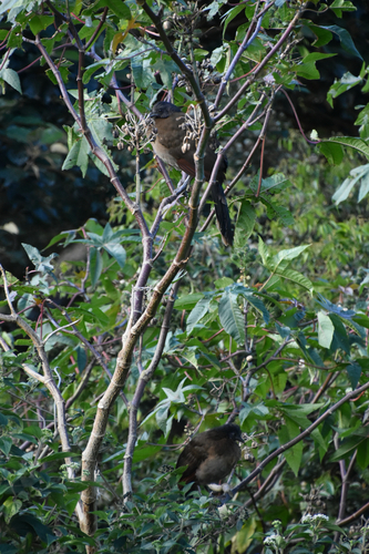 Grey-headed Chachalaca (Ortalis cinereiceps), photo 5