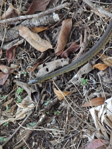 Speckled Racer