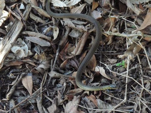 Speckled Racer