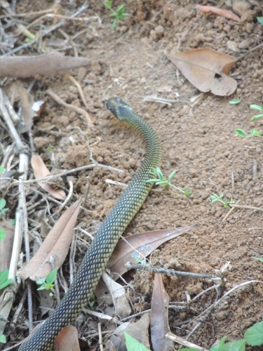 Speckled Racer