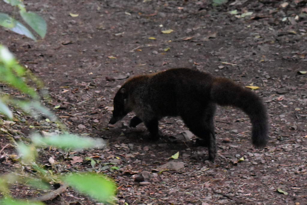 White-nosed Coati