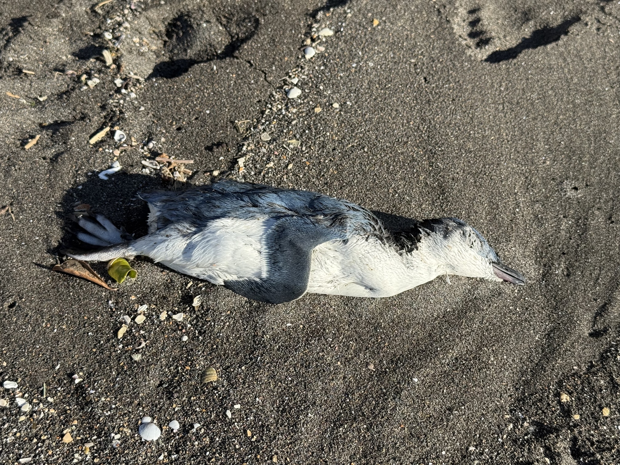 Little Penguin (Eudyptula minor), photo 4