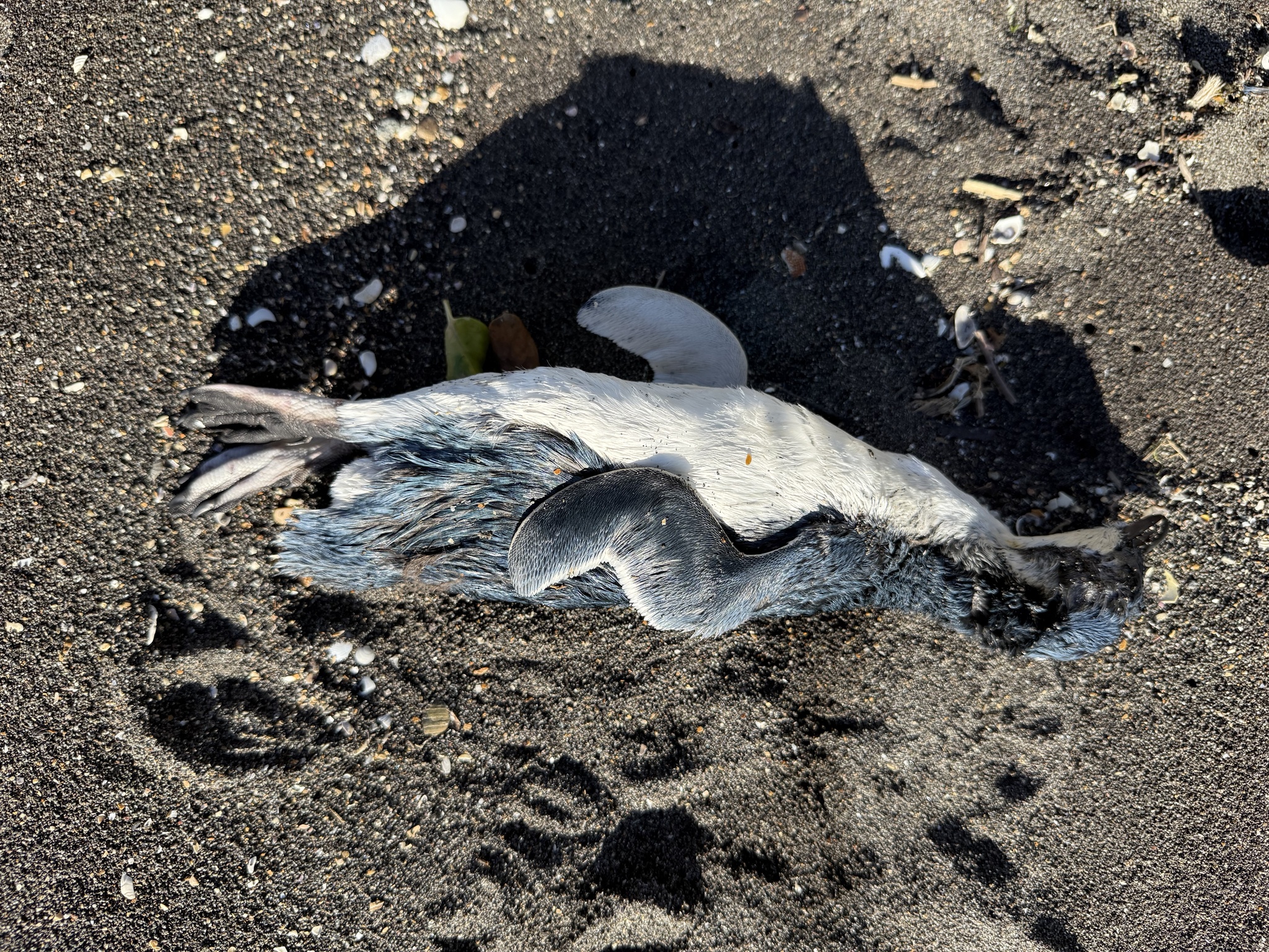Little Penguin (Eudyptula minor), photo 5