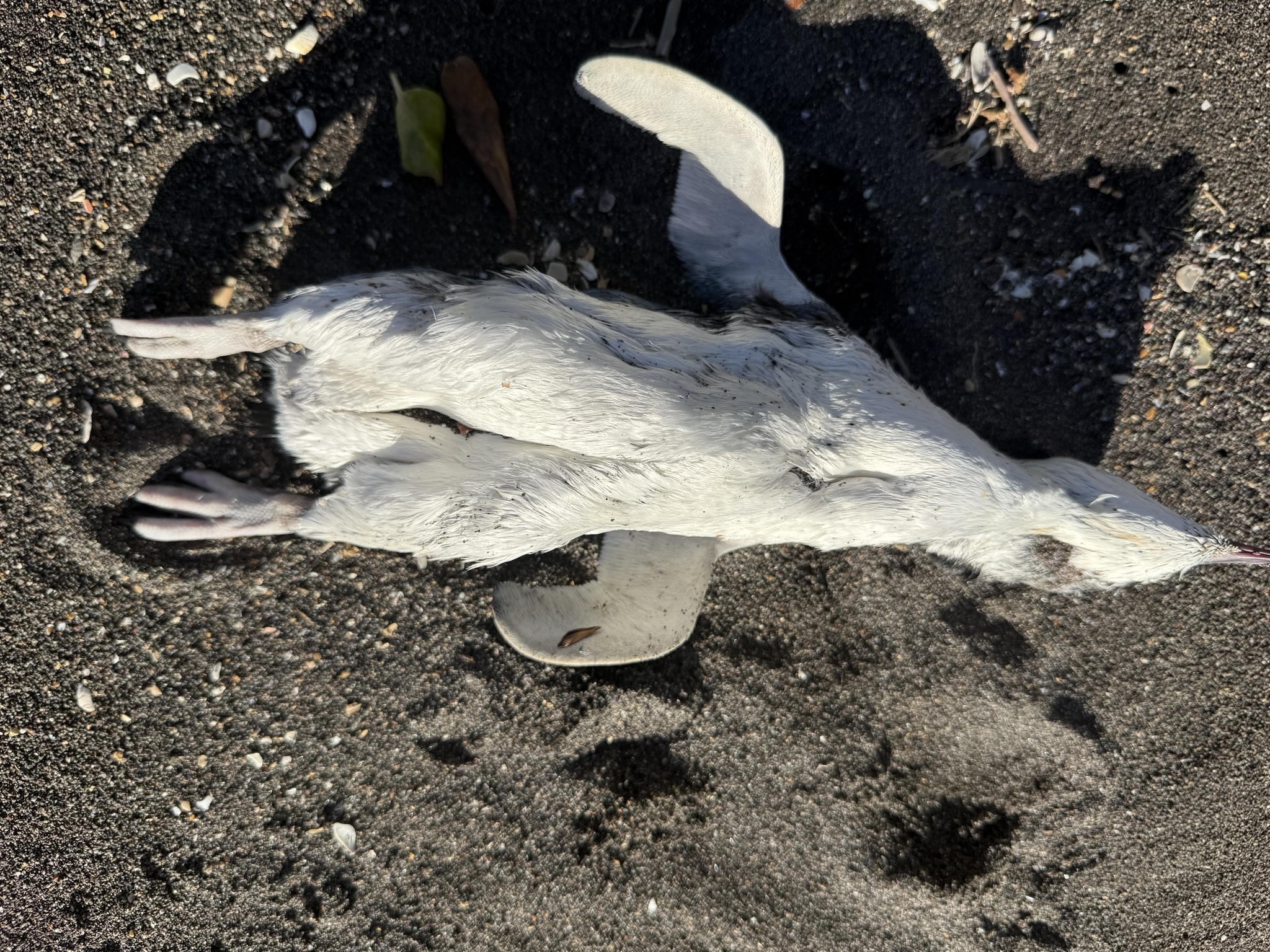 Little Penguin (Eudyptula minor), photo 6