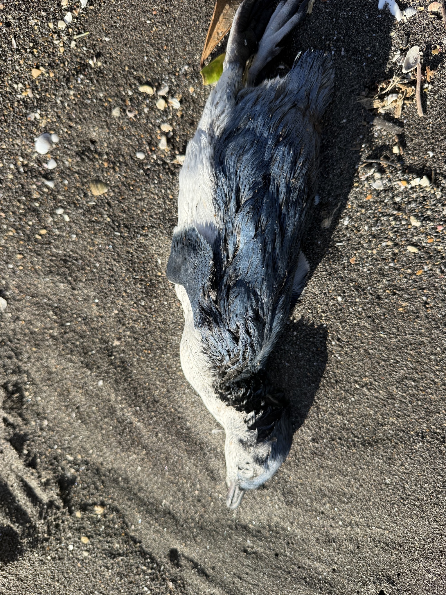 Little Penguin (Eudyptula minor), photo 7